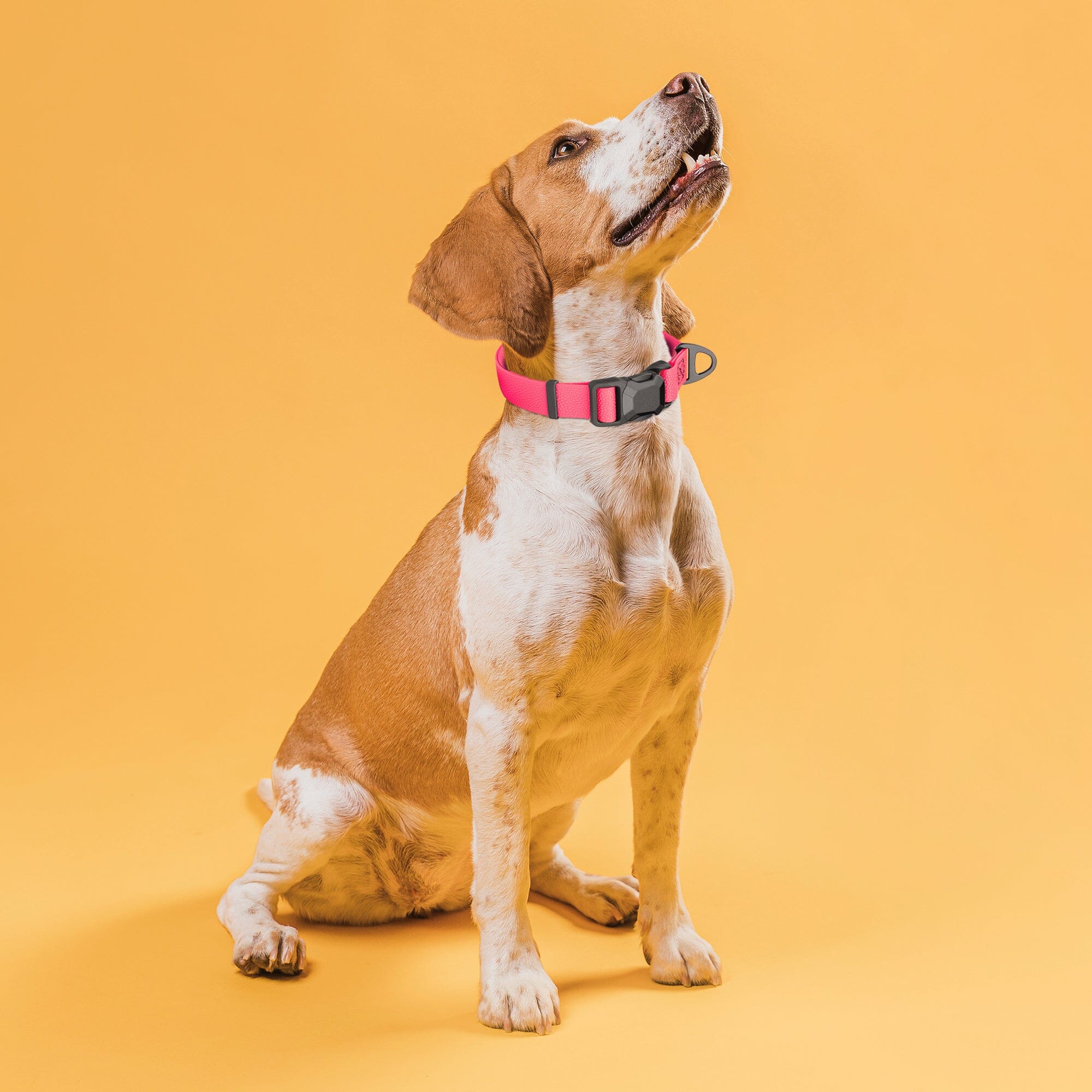 Dogline Pebble Emboss Biothane Dog Collar with Magnetic Buckle by Dogline