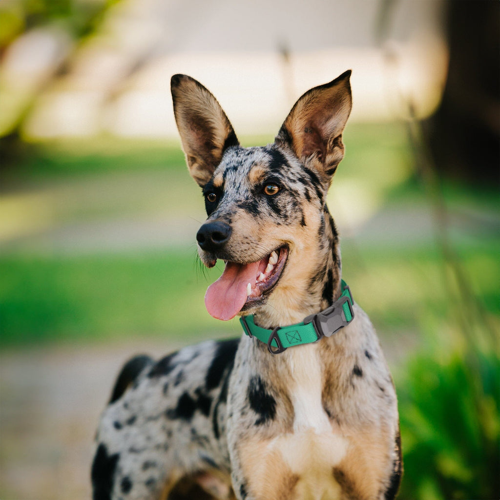 Dogline Pebble Emboss Biothane Dog Collar with Magnetic Buckle by Dogline
