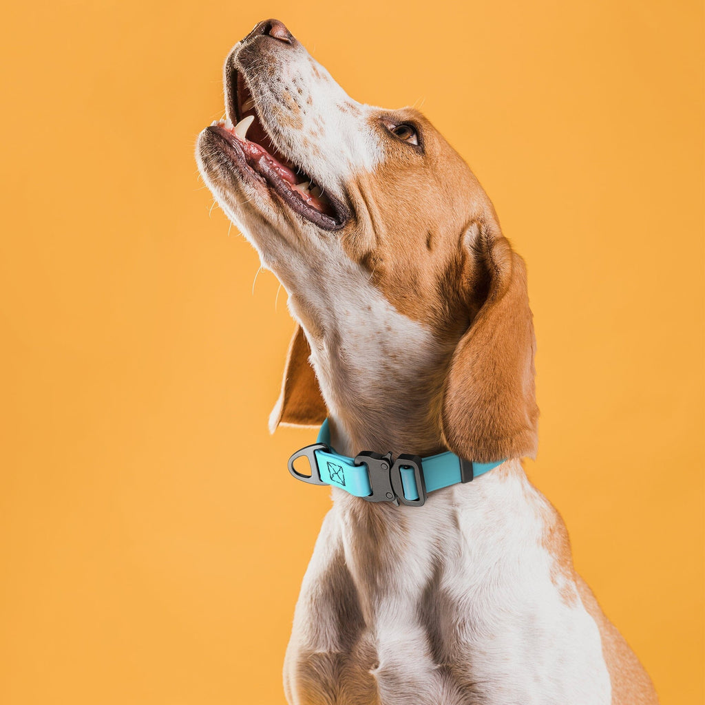 Dogline BioThane Dog Collar with Stab-Lock Quick Release Buckle by Dogline