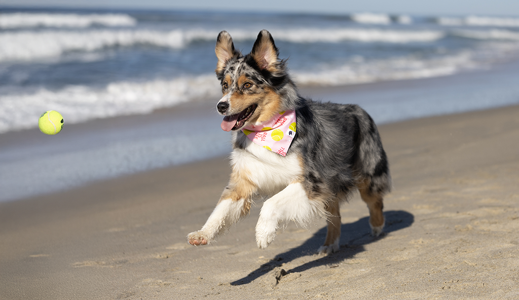Ball Is Life Reversible Dog Bandana by Dog Bandana Co.