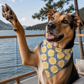 Lemon Dog Bandana by Happy Tails Outfitters