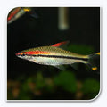 Roseline Shark Sahyadria denisonii by Danaqua Live Fish & More