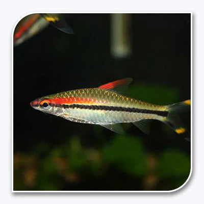 Roseline Shark Sahyadria denisonii by Danaqua Live Fish & More
