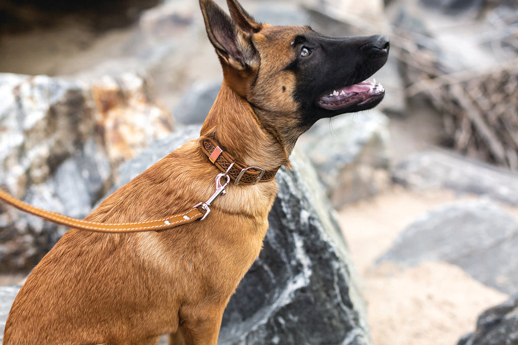 Celtic Double Buckle Style Leather Dog Collar by Euro-Dog Collars and Leads