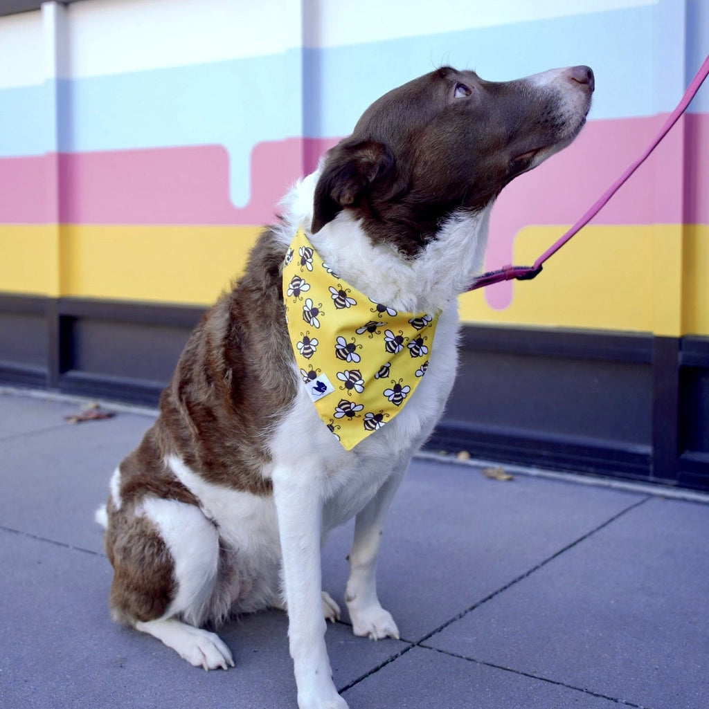 Bees & Daisy Reversible Dog Bandana & Matching Scrunchie Set by Dog Bandana Co.
