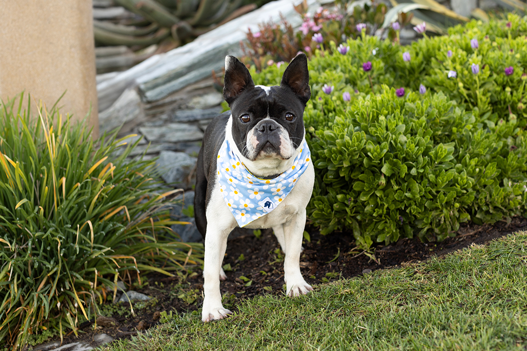 Bees & Daisy Reversible Dog Bandana & Matching Scrunchie Set by Dog Bandana Co.