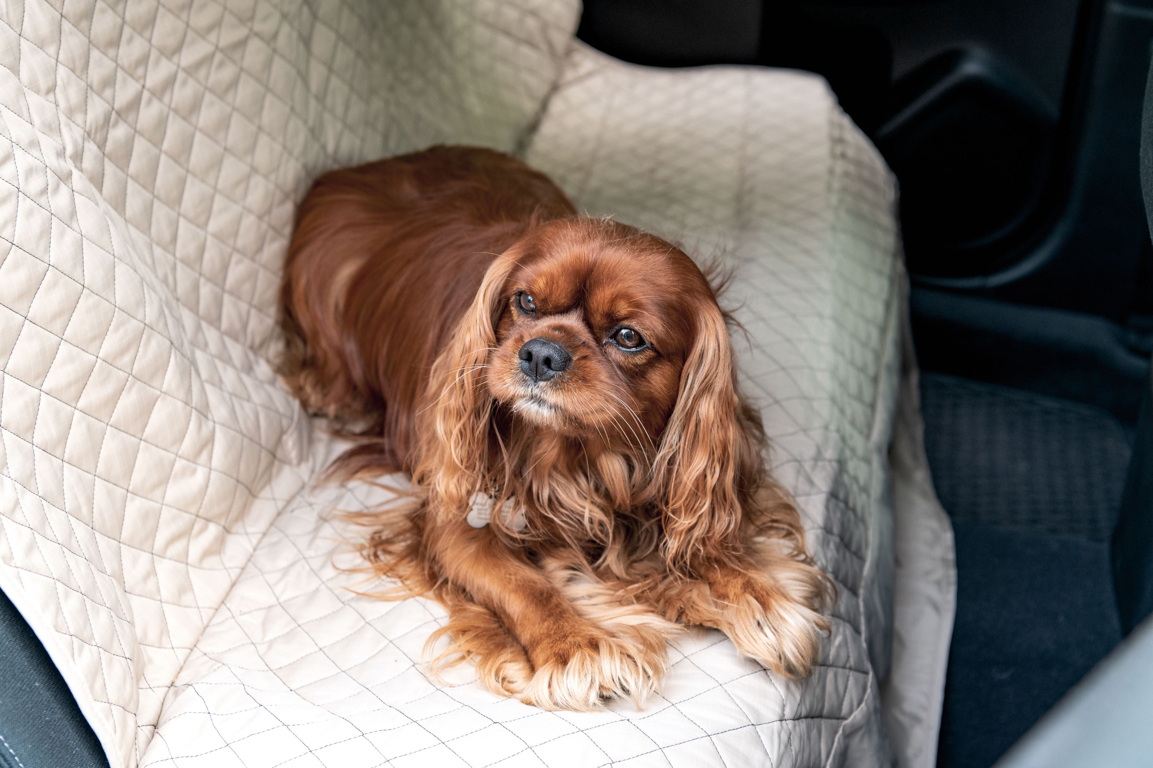 TuffutLuxx® Vehicle Protectors for Travel by HuggleHounds