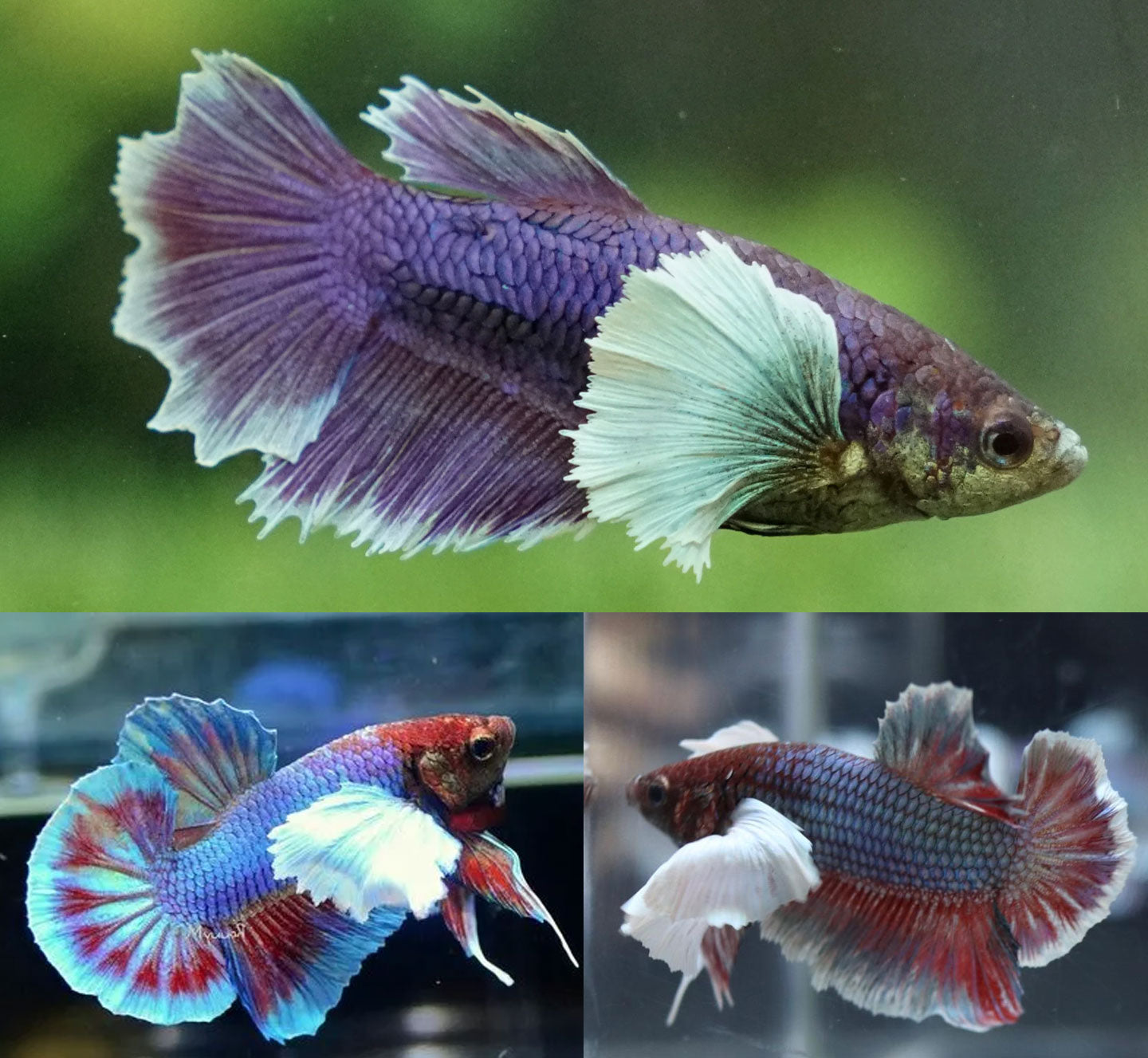 Elephant Ear Betta by Danaqua Live Fish & More