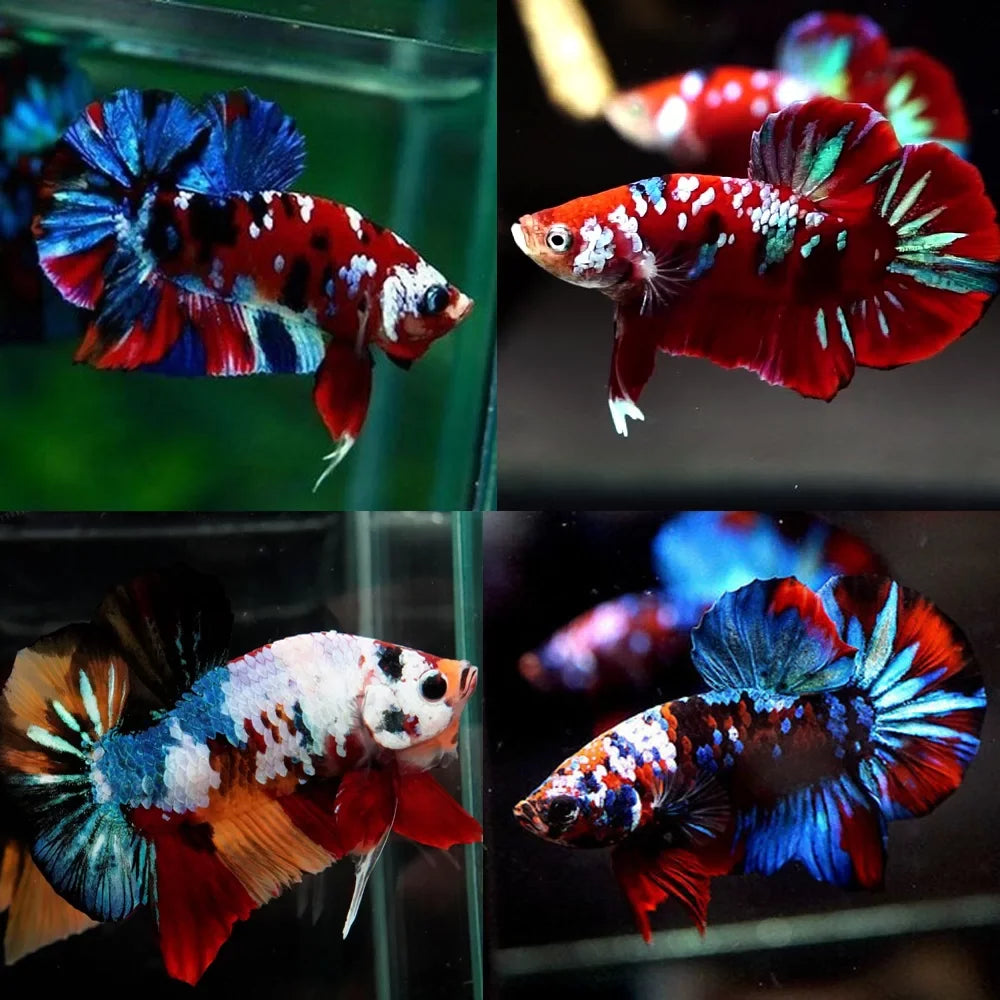 Galaxy Koi Betta by Danaqua Live Fish & More