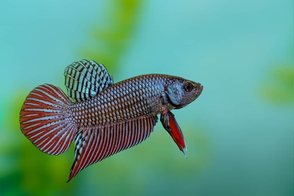 Wild bettas Type (Male) by Danaqua Live Fish & More