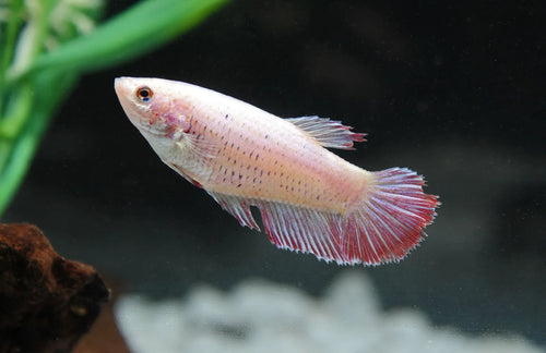 Assorted Betta Female by Danaqua Live Fish & More