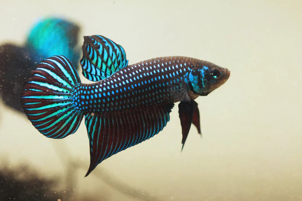 Wild bettas Type (Male) by Danaqua Live Fish & More