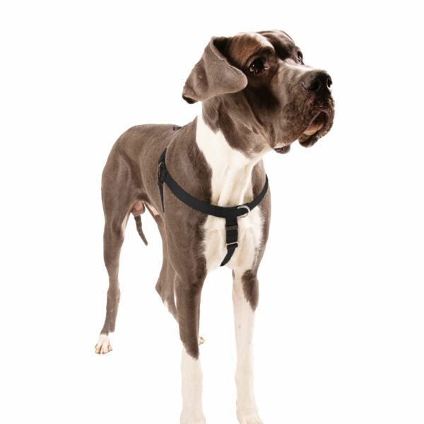 Black Freedom No-Pull Dog Harness by 2 Hounds Design