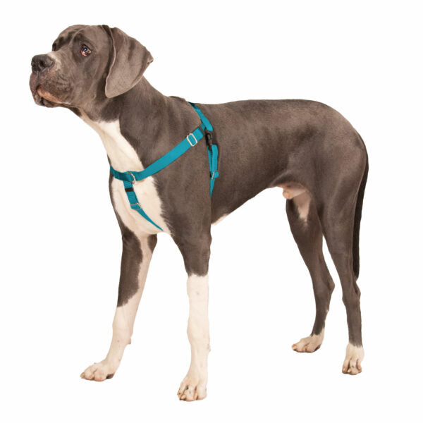 Teal Freedom No-Pull Dog Harness by 2 Hounds Design