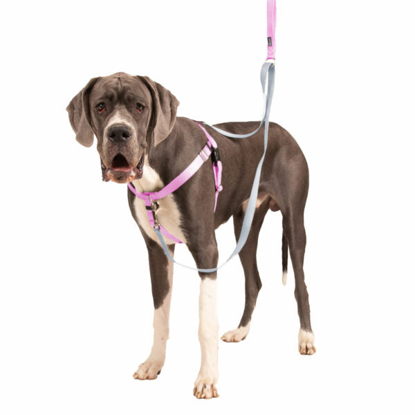 Rose Pink Freedom No-Pull Dog Harness by 2 Hounds Design