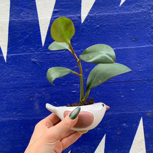 Bird Plant Pot | Succulent Planter | 2" Tall by The Bullish Store