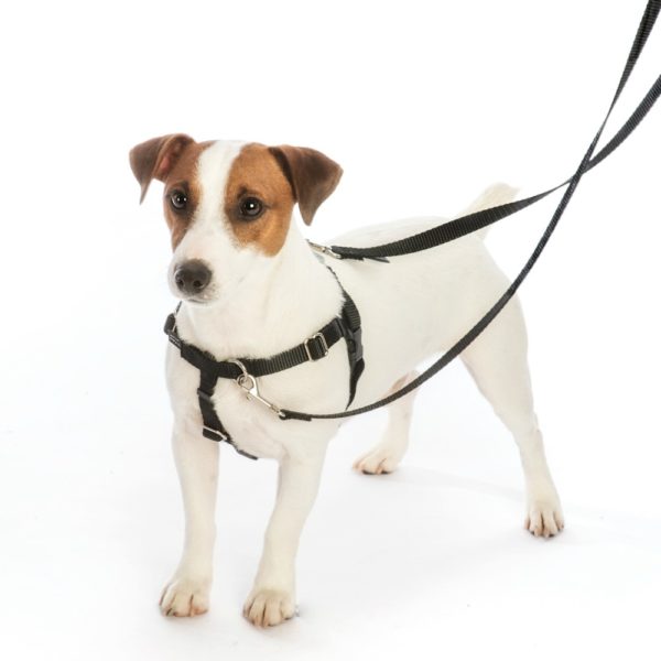 Love Graffiti Blue Freedom No-Pull Dog Harness – Earthstyle by 2 Hounds Design
