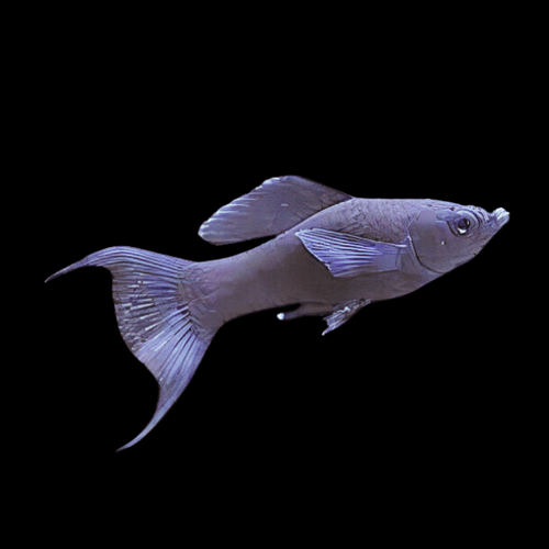 Black Lyretail Molly by Danaqua Live Fish & More