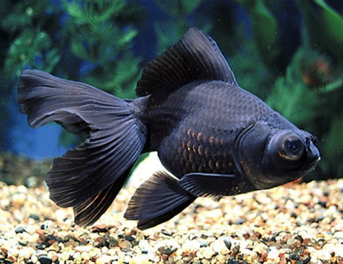 black moor by Danaqua Live Fish & More