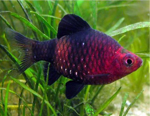 Black Ruby Barb (Pethia nigrofasciata) PAIR by Danaqua Live Fish & More