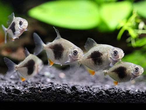 Blackberry Silver Dollar (Myleus schomburgkii) 2"-3" by Danaqua Live Fish & More