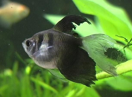 Black Tetra Hi-Fin PACK OF 6 by Danaqua Live Fish & More