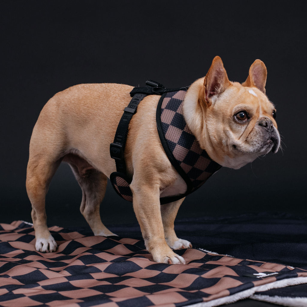 Frenchie Duo Reversible Harness - Solid Black by Frenchie Bulldog
