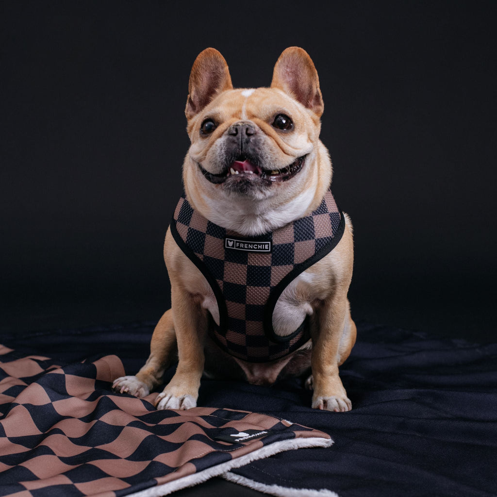 Frenchie Duo Reversible Harness - Solid Black by Frenchie Bulldog