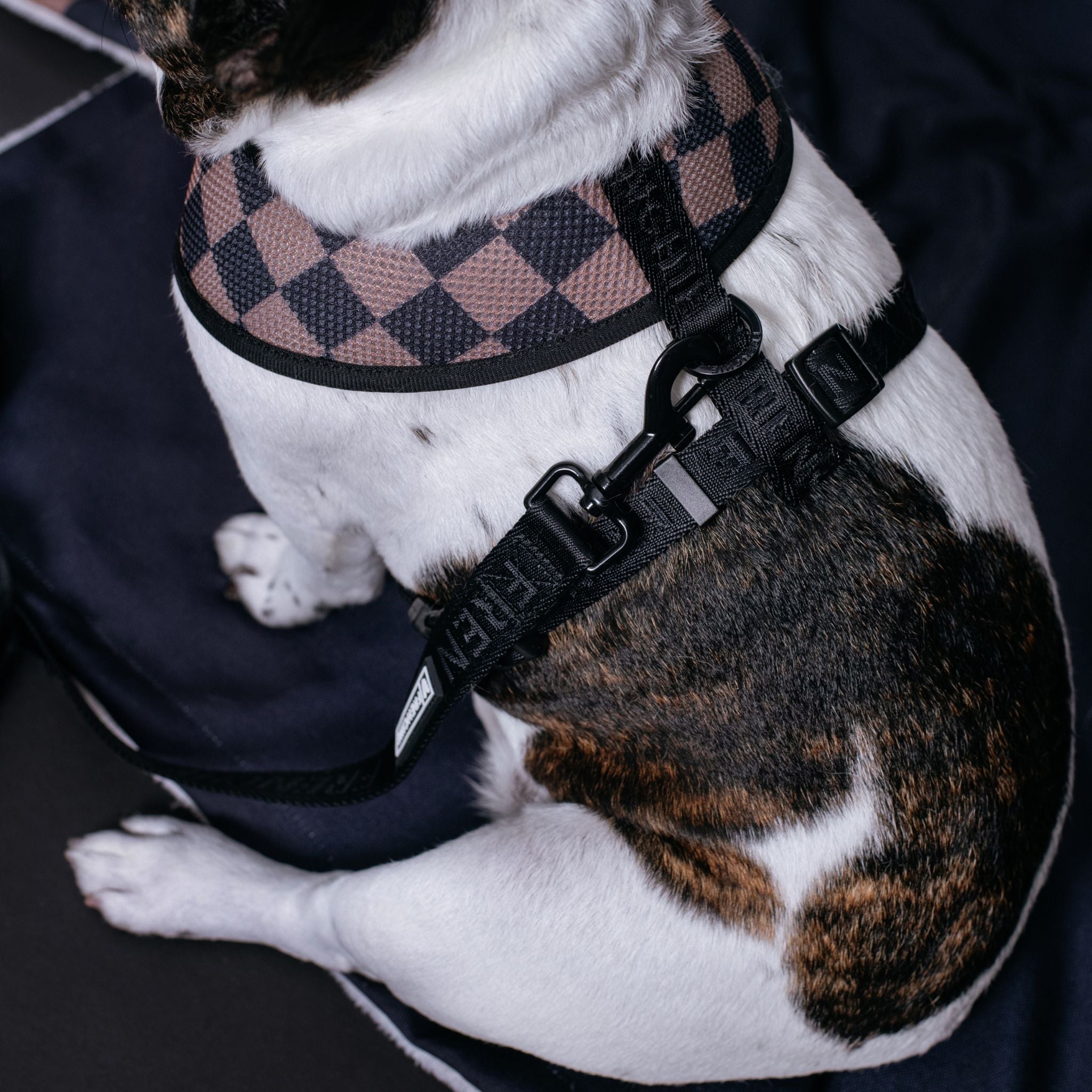Frenchie Duo Reversible Harness - Solid Black by Frenchie Bulldog