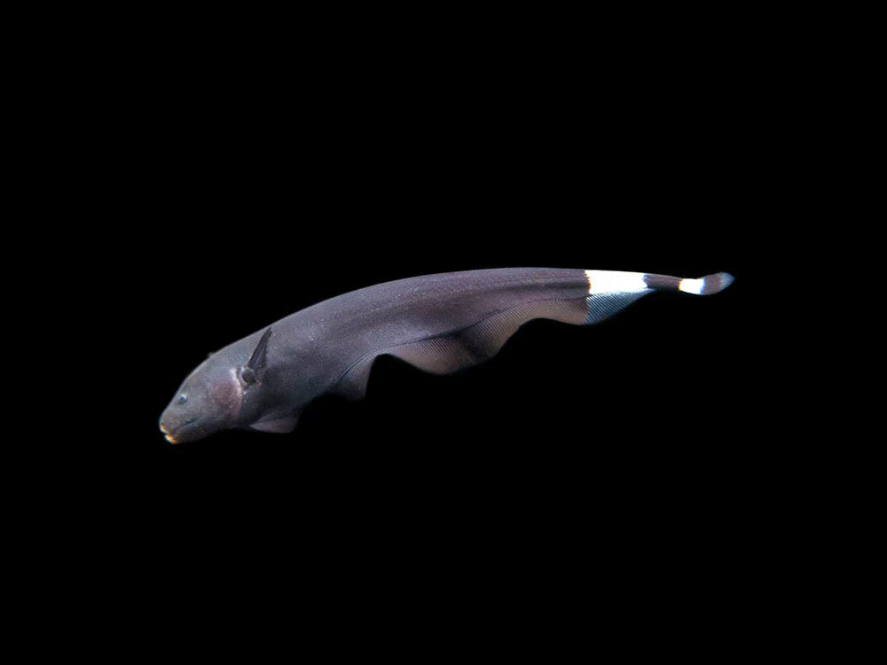 Black Ghost Knifefish by Danaqua Live Fish & More