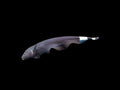 Black Ghost Knifefish by Danaqua Live Fish & More