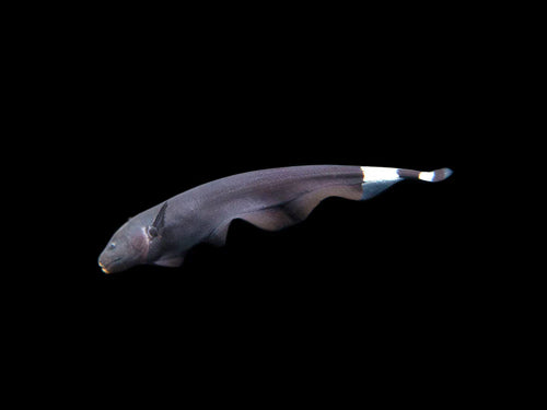 Black Ghost Knifefish by Danaqua Live Fish & More