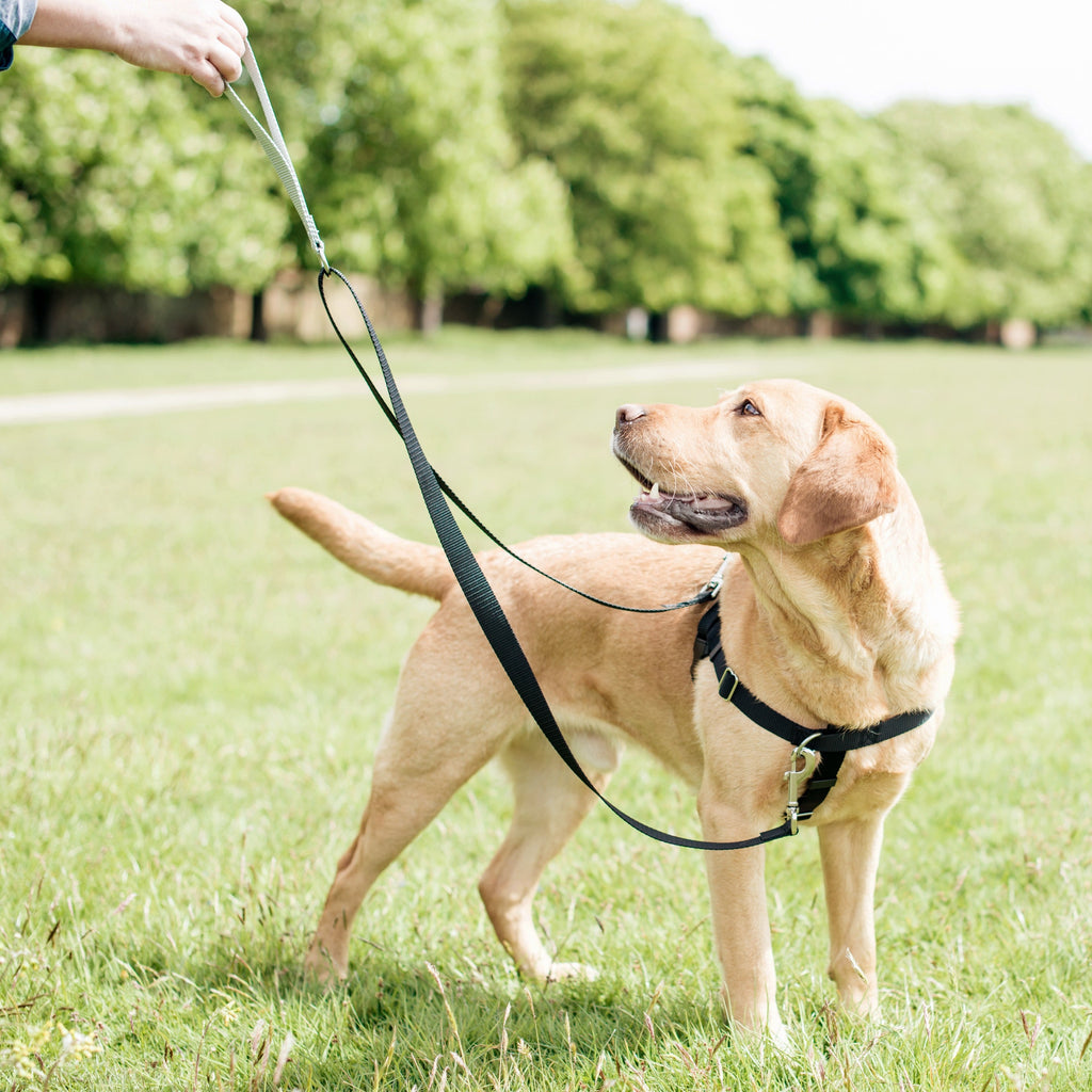 Royal Blue Freedom No-Pull Dog Harness by 2 Hounds Design