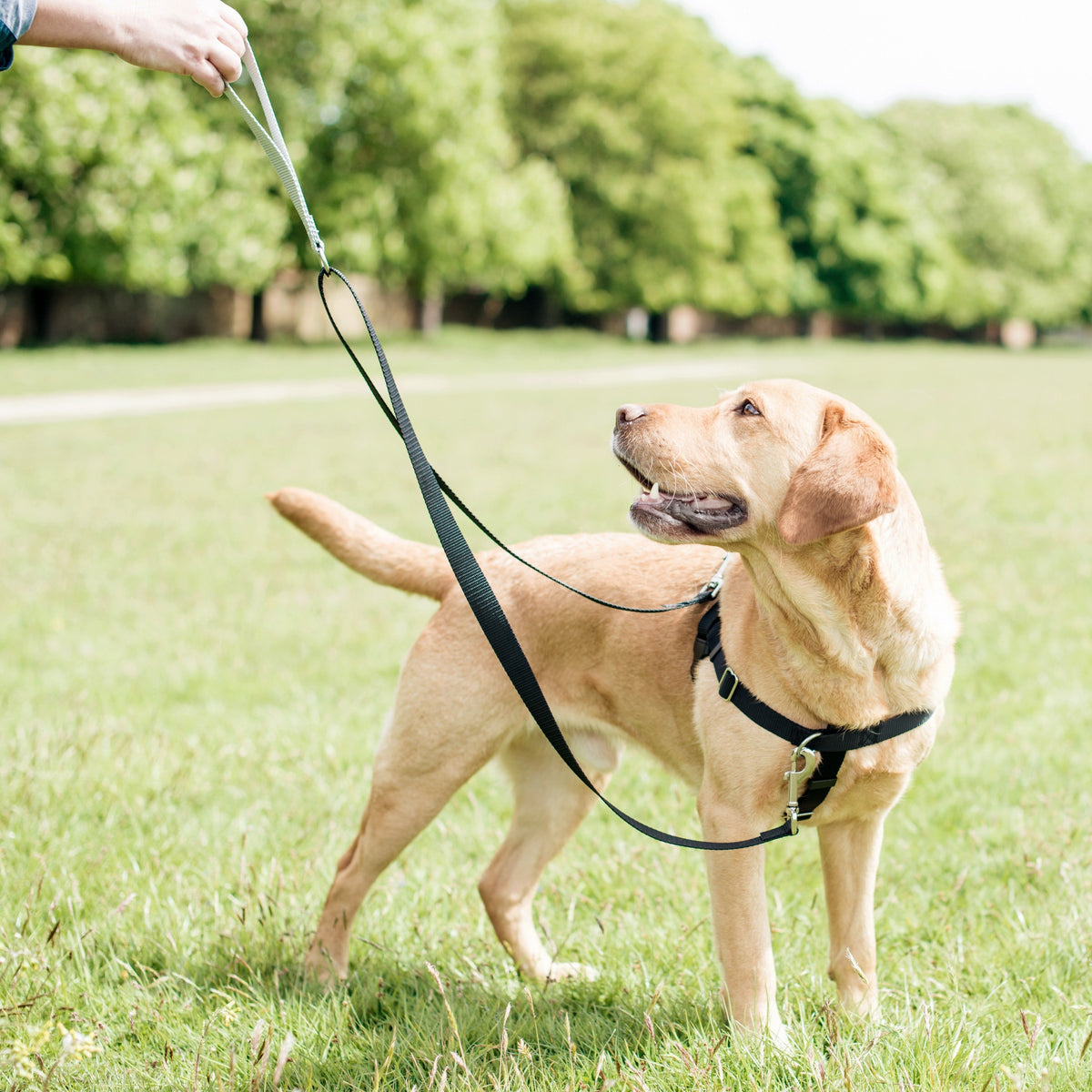 Royal Blue Freedom No-Pull Dog Harness by 2 Hounds Design