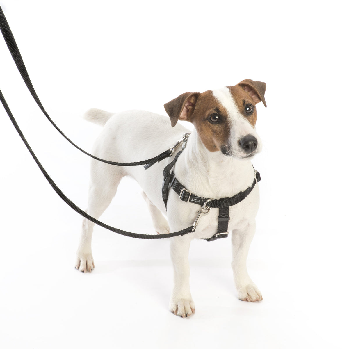 Black Freedom No-Pull Dog Harness by 2 Hounds Design
