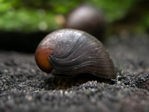 Black Nerite snails PACK OF 6 by Danaqua Live Fish & More