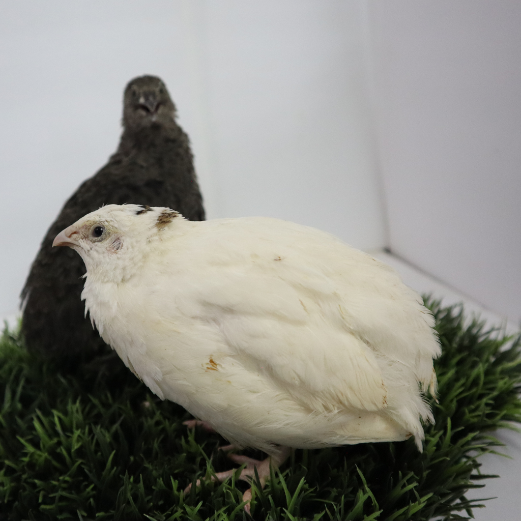 Black and White Edition Quail hatching eggs by Quailz.com by Undique LLC