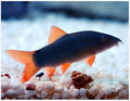 COLORED BOTIA (LOACH) by Danaqua Live Fish & More