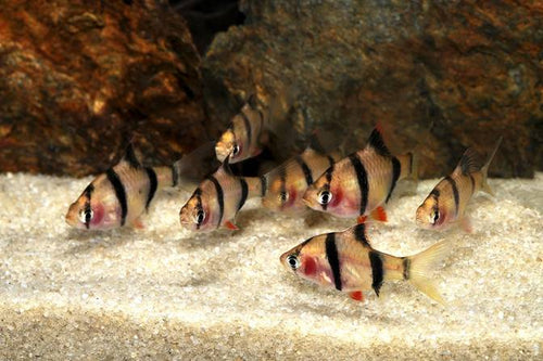 Blushing Tiger Barb by Danaqua Live Fish & More