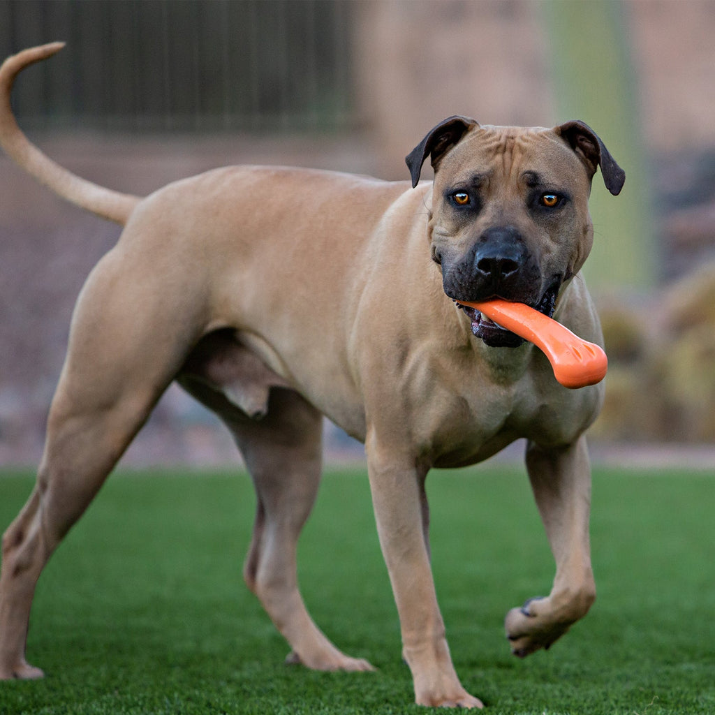 Jolly Chew Bone by Jolly Pets
