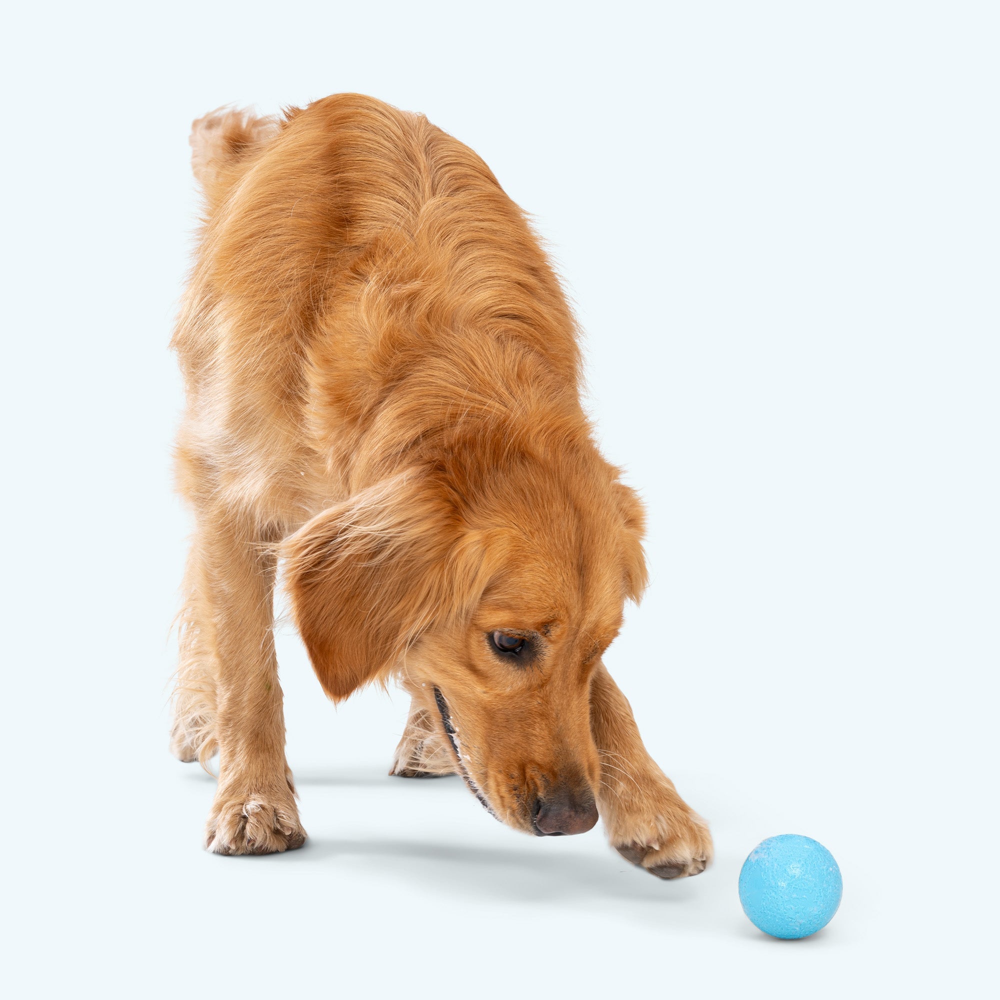 Boundr by West Paw