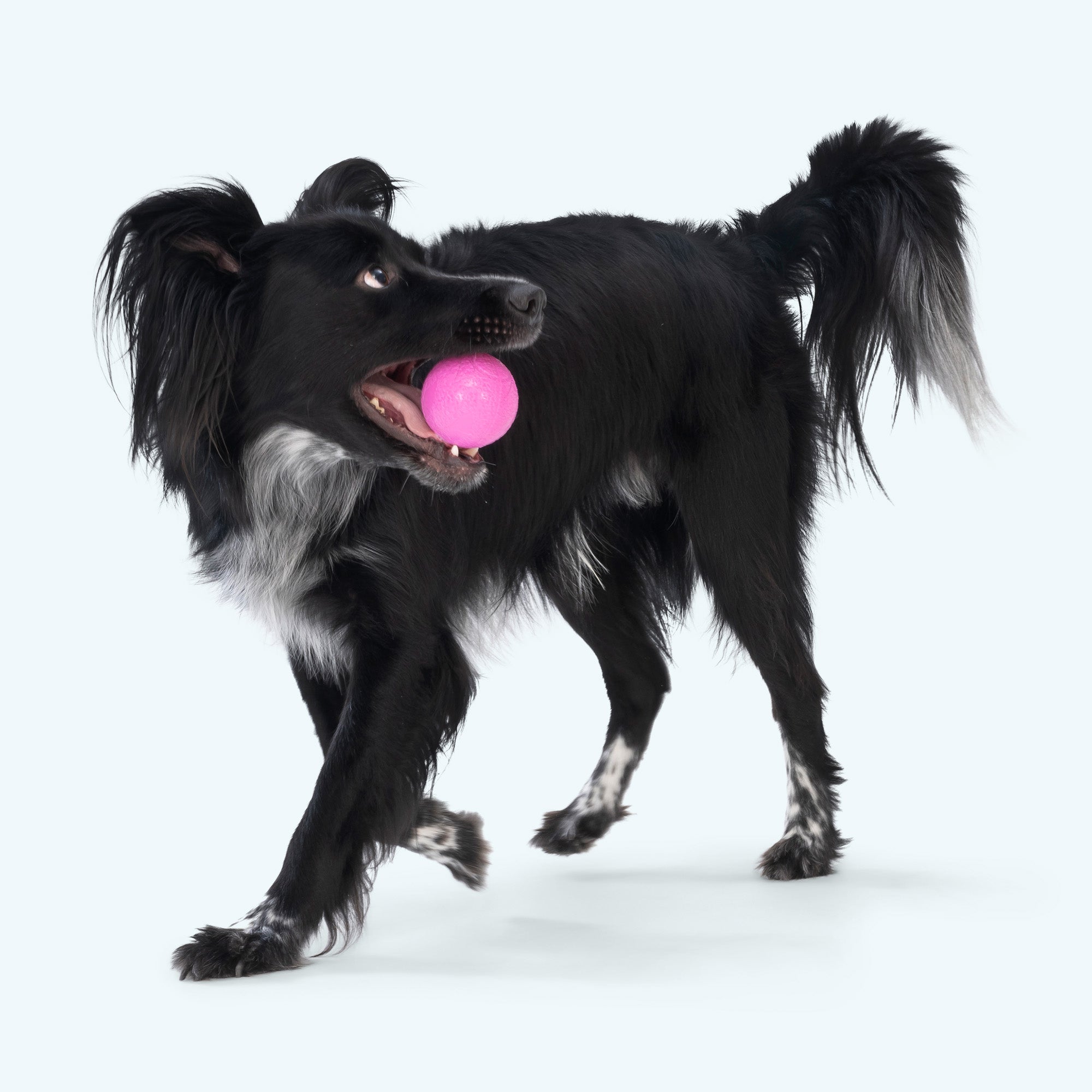 Boundr by West Paw