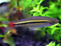 Brilliant Rasbora PACK OF 6 by Danaqua Live Fish & More