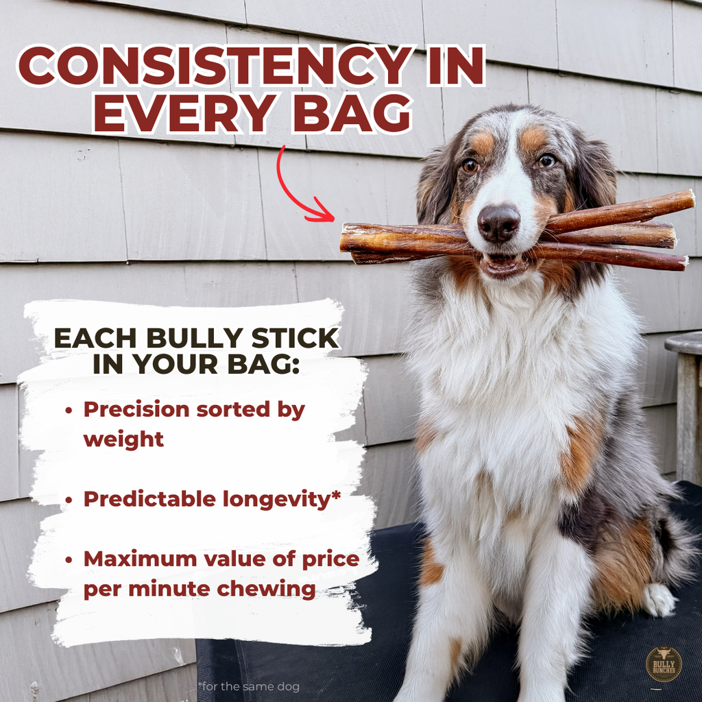 6 Inch Standard Bully Stick by Bully Bunches