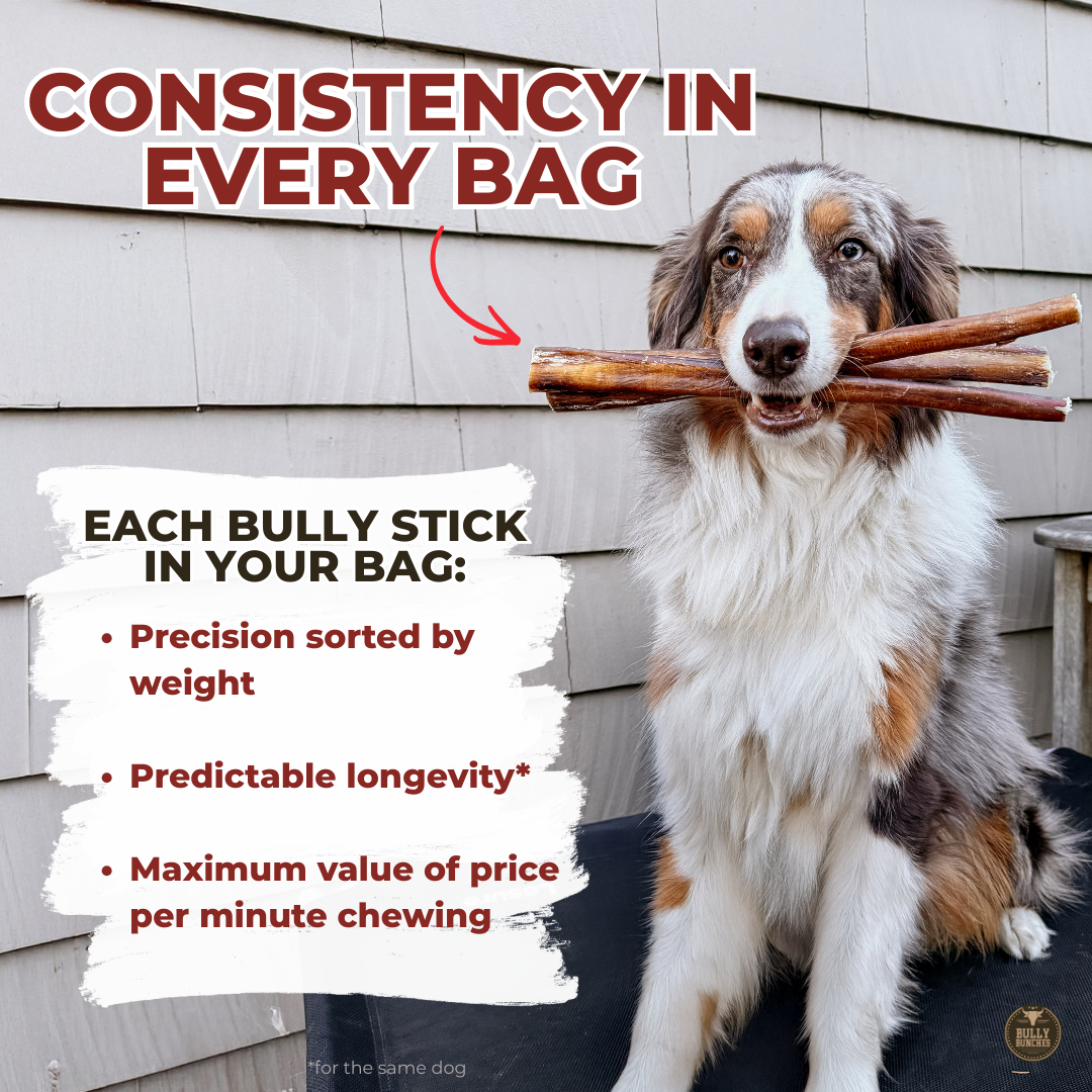 6 Inch Standard Bully Stick by Bully Bunches