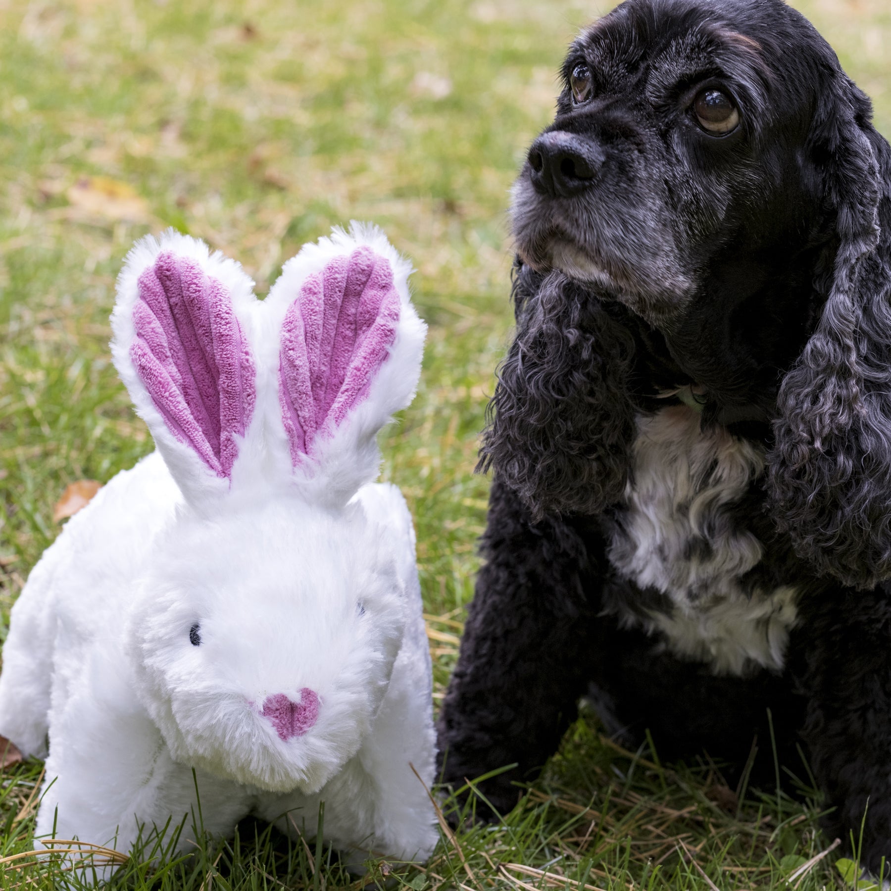 Squooshie™ Bunny Plush Dog Toy by HuggleHounds