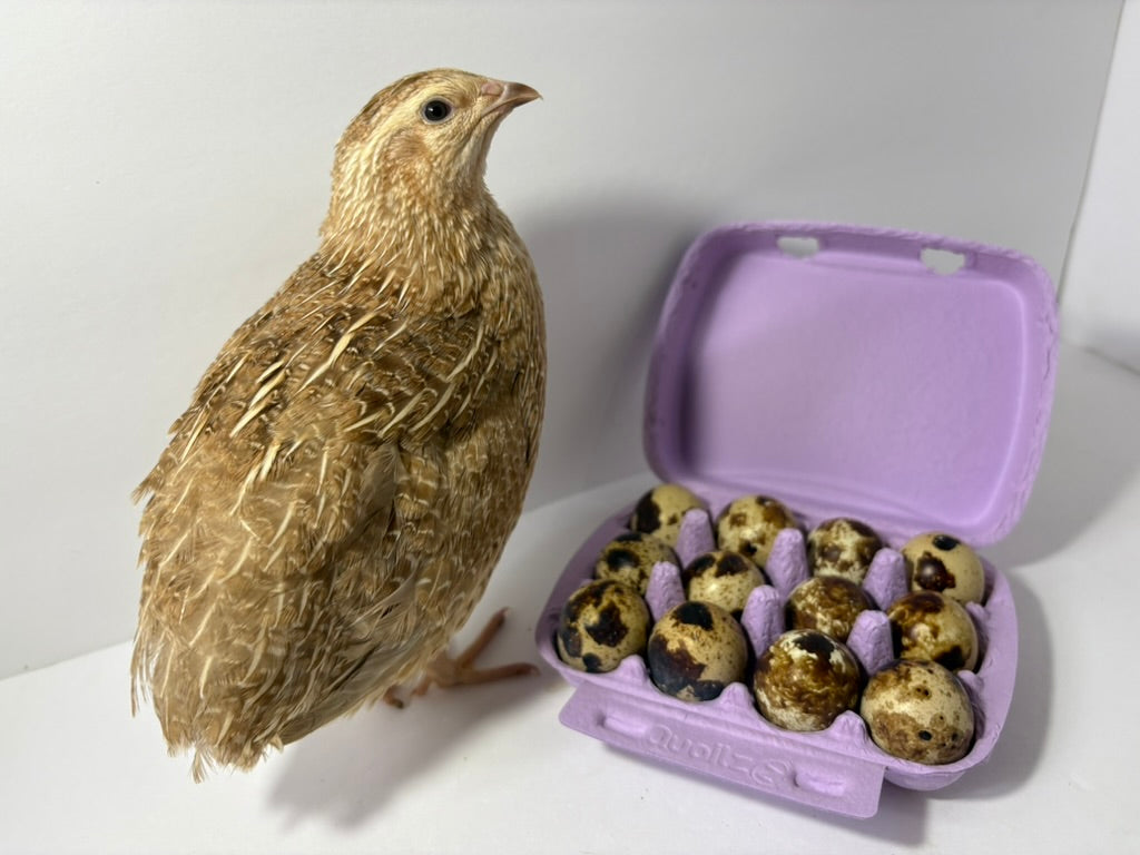 Fertile Quail Eggs – Choose Your Variety by Quailz.com by Undique LLC