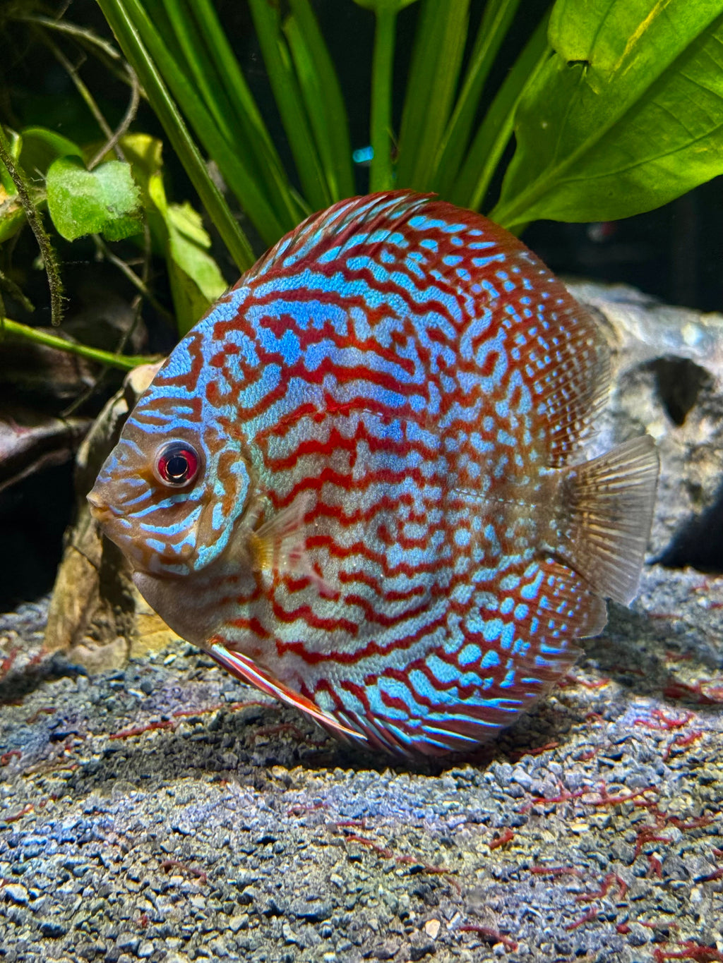 LEOPARD SNAKESKIN DISCUS by Danaqua Live Fish & More
