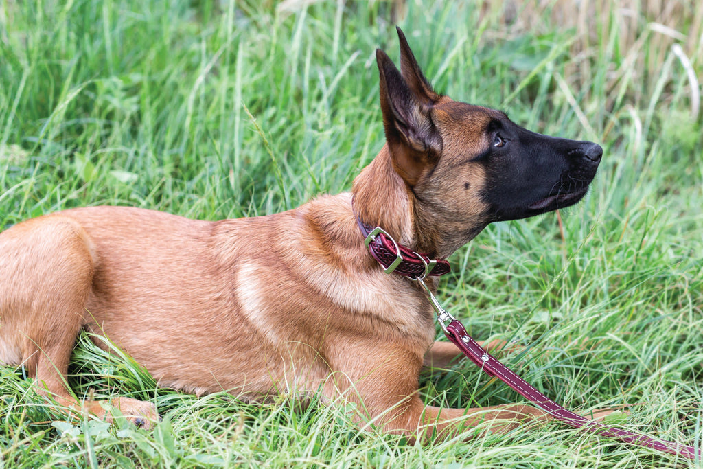 Celtic Double Buckle Style Leather Dog Collar by Euro-Dog Collars and Leads