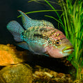 Jack Dempsey cichlid (Rocio octofasciata) by Danaqua Live Fish & More